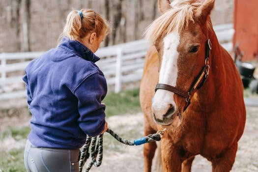 What Is Equine Therapy The Guest House