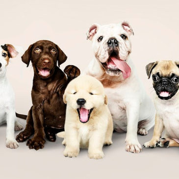 Group portrait of adorable puppies