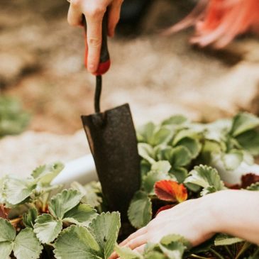 6 Benefits of Gardening in Recovery