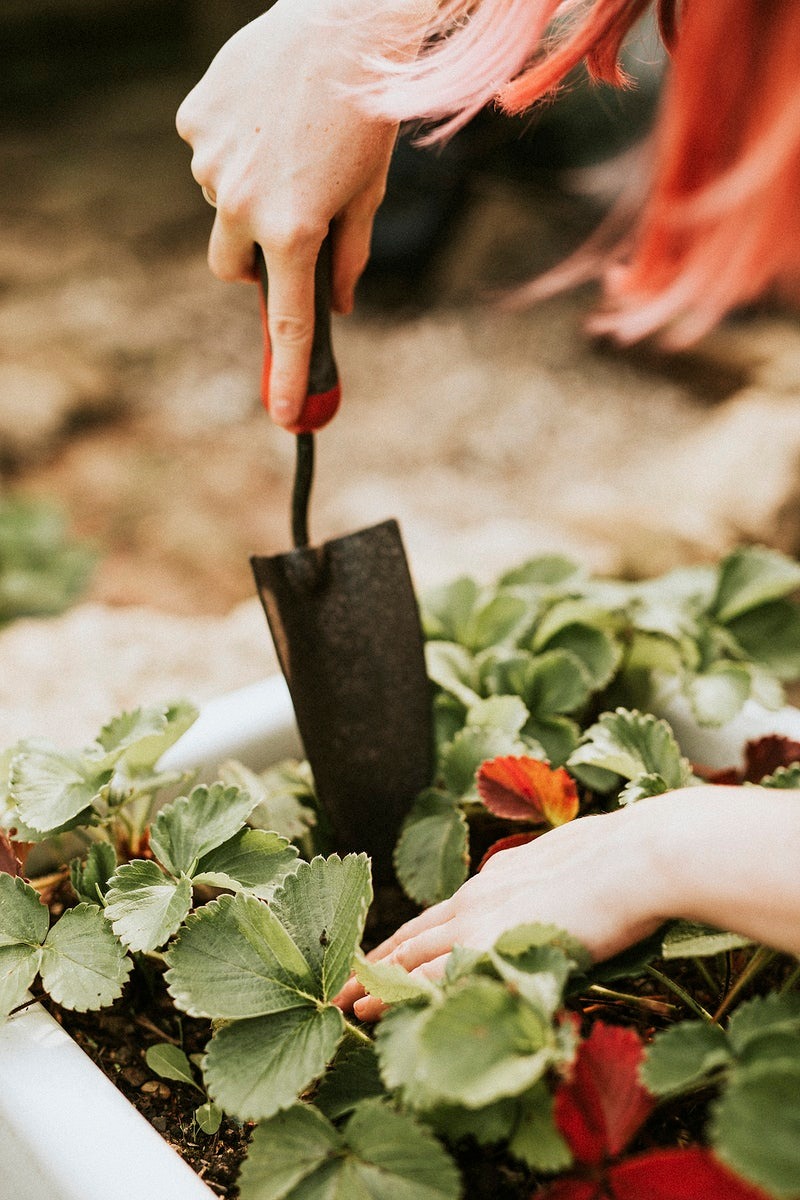 6 Benefits of Gardening in Recovery