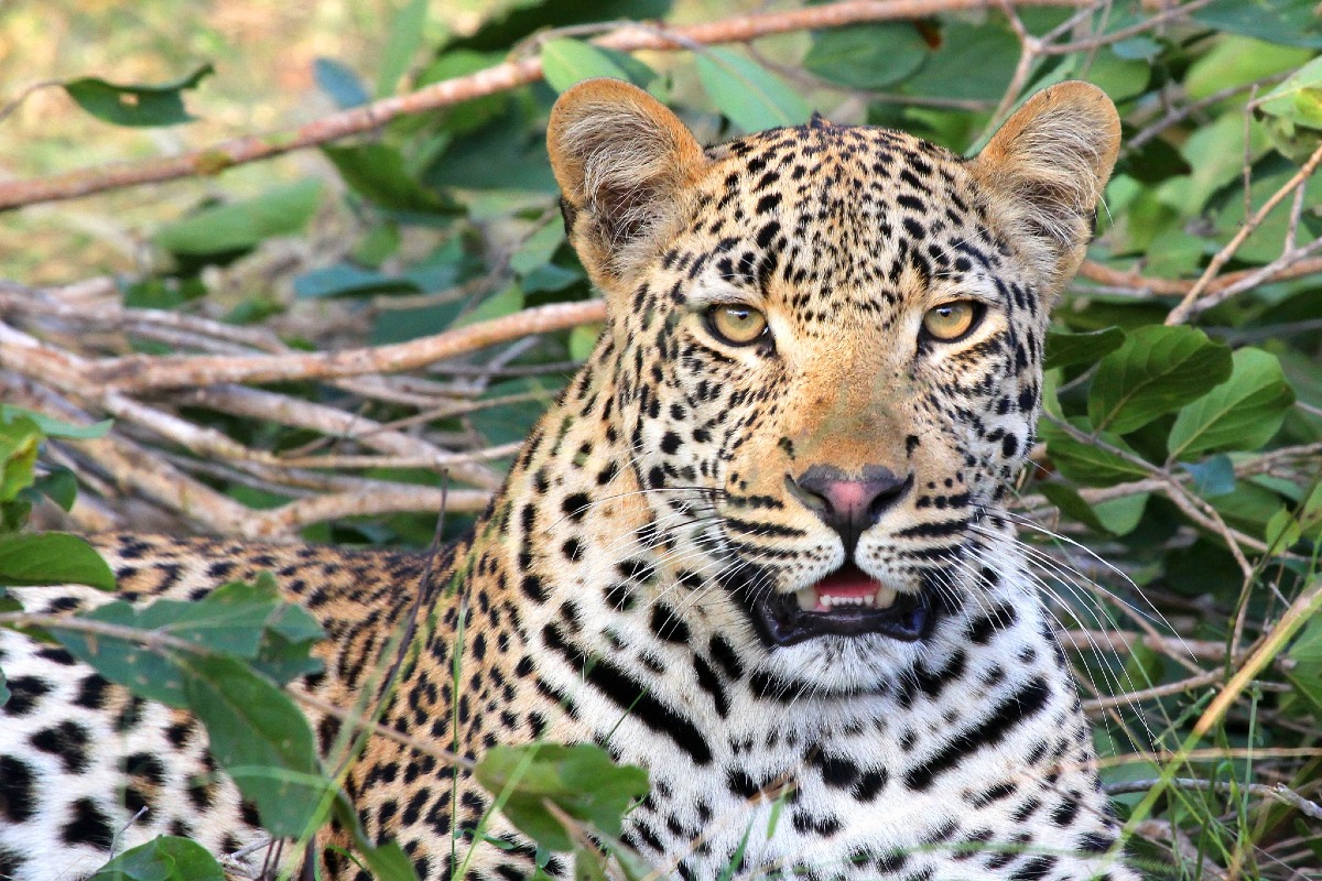A Leopard Doesn't Change His Spots: Do People Change?