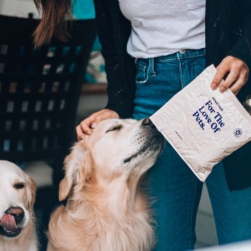 Restoring Relationships Through Animal Therapy