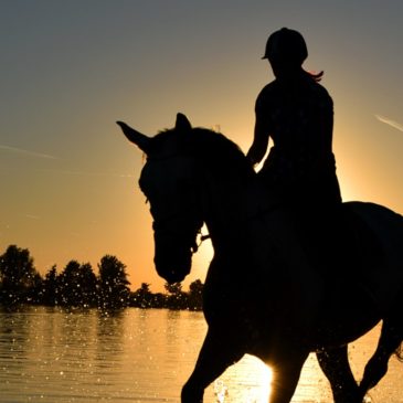 Equine Therapy and Healing Through Connection