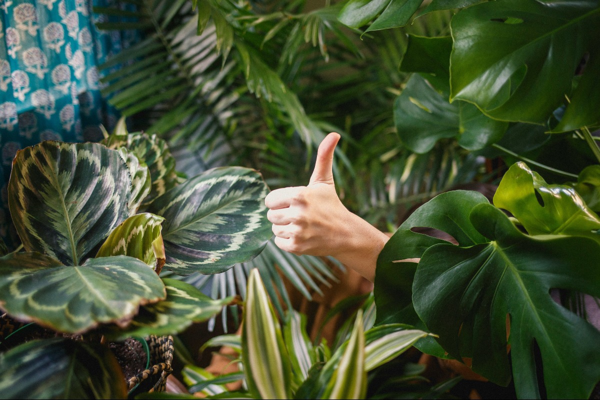 4 Benefits of Taking Care of Plants in Recovery