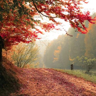 Falling Into Seasons of Recovery: Embracing Change and Growth in Your Journey