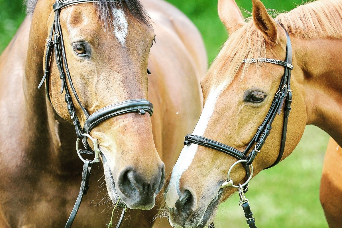 The Healing Power of Adventure Therapy: How Ropes Courses and Equine Therapy Foster Recovery